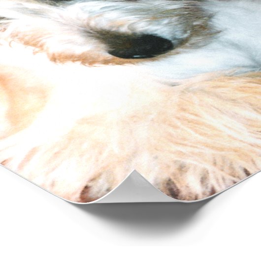 Affiche Wheaten Scottie (Coin)