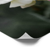 Affiche White Rose Photography (Coin)