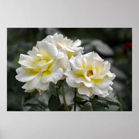Affiche White Rose Photography (Devant)