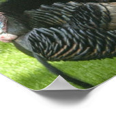Affiche Wild Turkey (Coin)