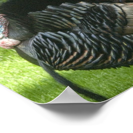 Affiche Wild Turkey (Coin)