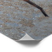 Affiche Wolf Spider (Coin)