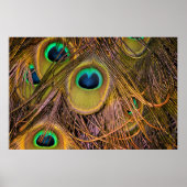 Affiche Yeux de Plume de Paon (Devant)