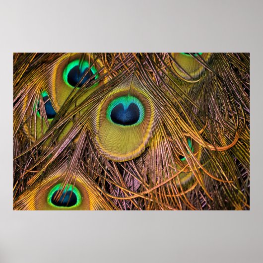 Affiche Yeux de Plume de Paon (Devant)