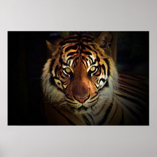 Affiche Yeux de Tigre - Affiches de la Vie Sauvage