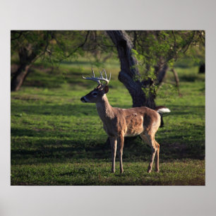Affiche Young Buck