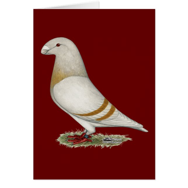 Afficher la barre jaune Racer (Devant)