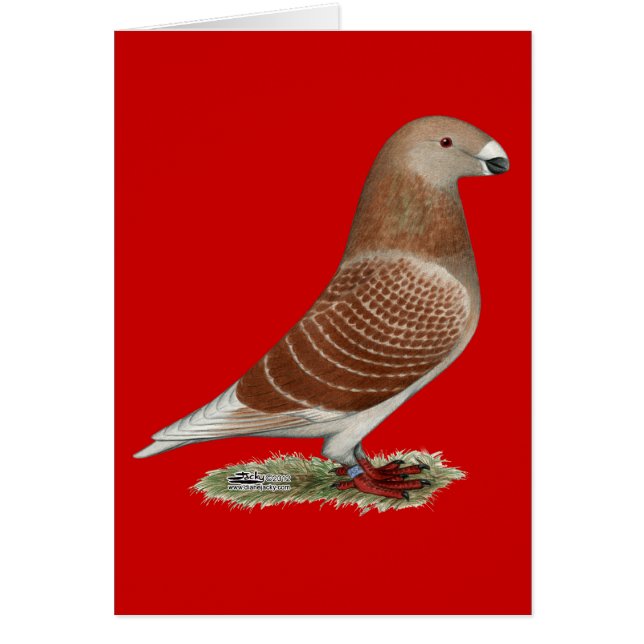 Afficher le contrôle rouge racer (Devant)