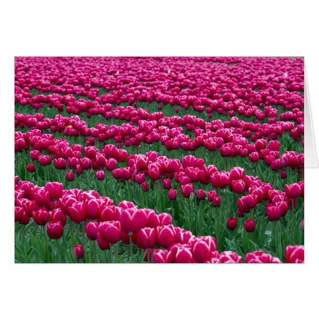 Afficher le jardin des bulbes de tulipe à fleurs p (Devant horizontal)