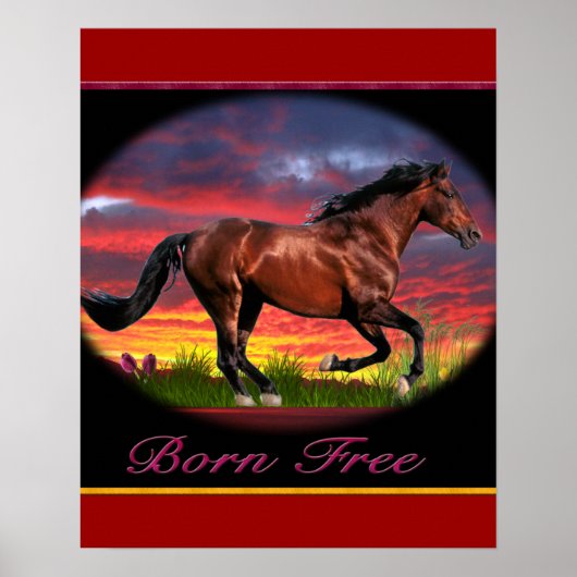 Affiches de cheval Né libre (Devant)