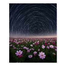 Affiches de cieux nocturnes de champ de fleurs Cos