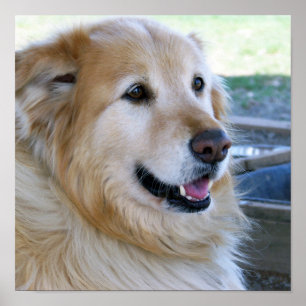 Affiches de Golden Retriever