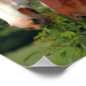 Affiches de photographie de chevaux (Coin)