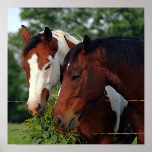 Affiches de photographie de chevaux (Devant)