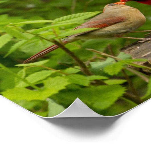 Affiches décoratives (Coin)