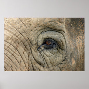 Affiches d'éléphant