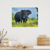 Affiches des éléphants (Cuisine)