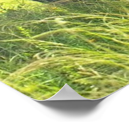 Affiches des éléphants (Coin)