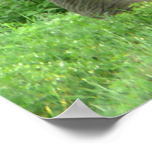 Affiches des éléphants (Coin)