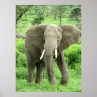 Affiches des éléphants