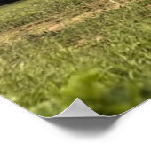 Affiches des éléphants (Coin)