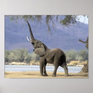 Affiches des éléphants