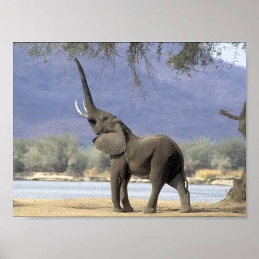 Affiches des éléphants (Devant)