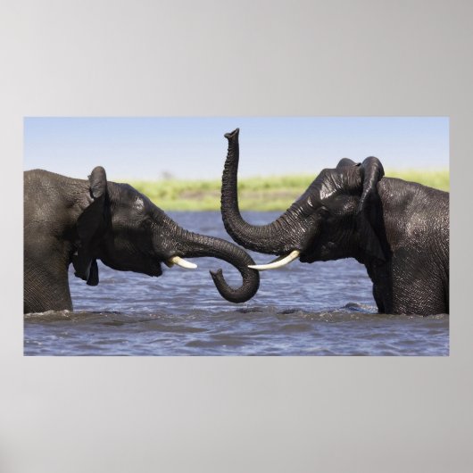 Affiches des éléphants (Devant)