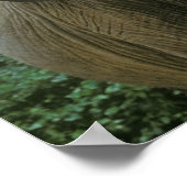 Affiches des éléphants (Coin)