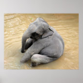 Affiches des éléphants (Devant)