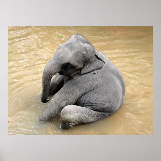 Affiches des éléphants (Devant)