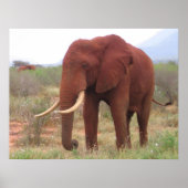 Affiches des éléphants (Devant)