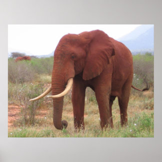 Affiches des éléphants
