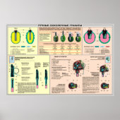 affiches éducatives - grenade à main Union soviéti (Devant)