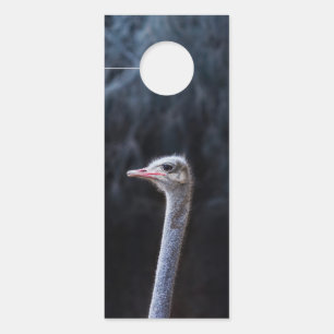 Affichette De Porte portrait d'autruche