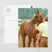 Affirmed Thoroughbred Racehorse 1978 Briefkaart (Voorkant / Achterkant)
