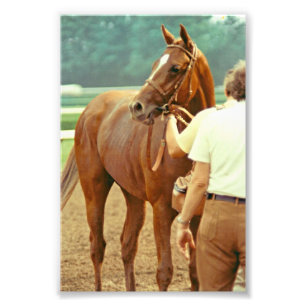 Affirmed Thoroughbred Racehorse 1978 Foto Afdruk