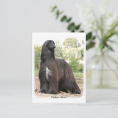 Afghaanse hond 9Y151D-112 Briefkaart (Staand voorkant)