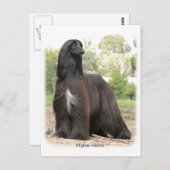 Afghaanse hond 9Y151D-112 Briefkaart (Voorkant / Achterkant)