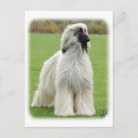 Afghaanse hond 9Y247D-010 Briefkaart (Voorkant)