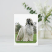 Afghaanse hond 9Y247D-025 Briefkaart (Staand voorkant)