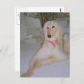Afghaanse hond briefkaart (Voorkant / Achterkant)