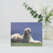 Afghaanse hond briefkaart (Staand voorkant)