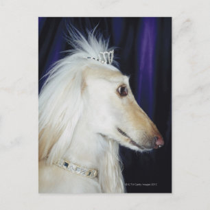 Afghaanse hond draagt Tiara Briefkaart