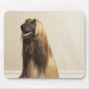 Afghaanse hond in kamer 2 muismat