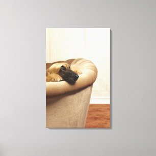 Afghaanse hond ligt op sofa canvas afdruk