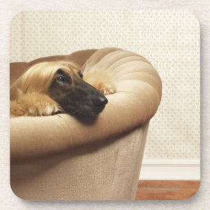 Afghaanse hond ligt op sofa onderzetter