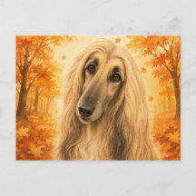 Afghaanse windhond herfst bos hond