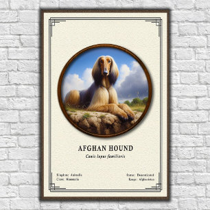 Afghaanse windhond Zoölogie Serie Poster