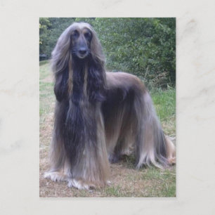 Afghan Hound Dog Briefkaart